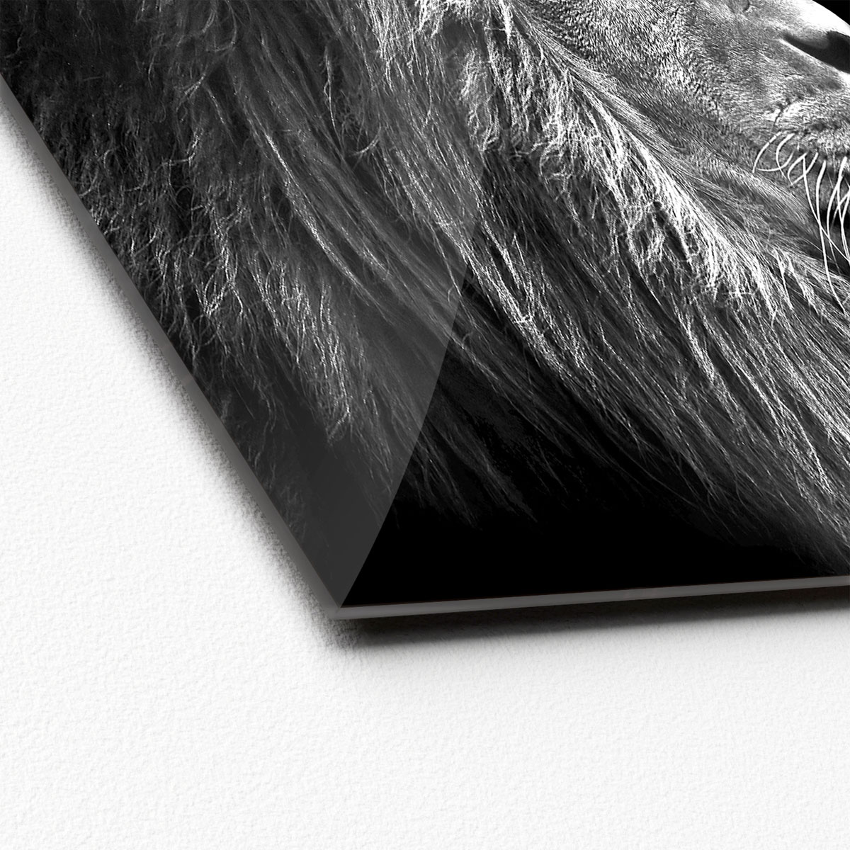 Glas-Art, Grey Lion Head 20x20 Glasbild