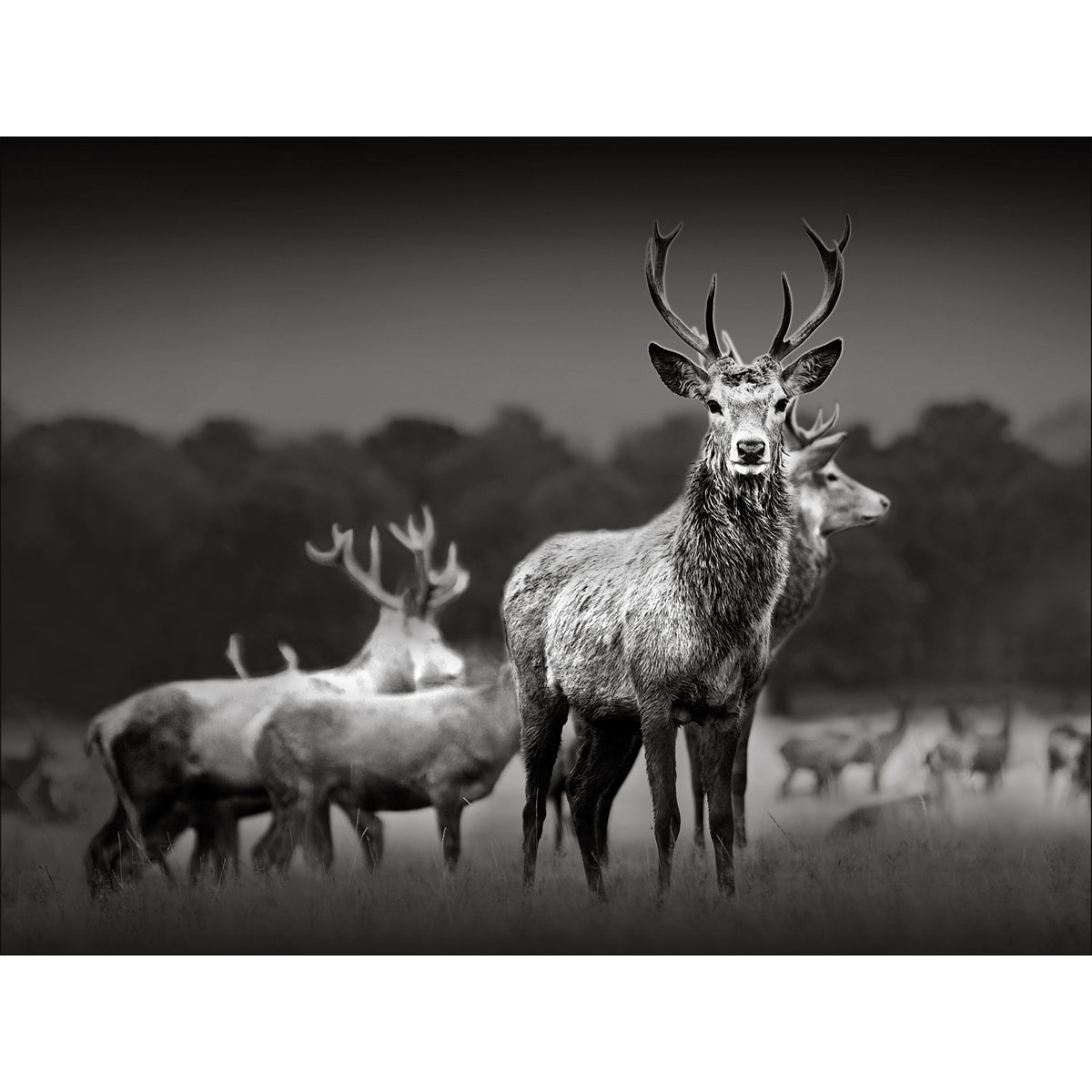 Canvas-Art, Herd Of Deer 60x80 cm