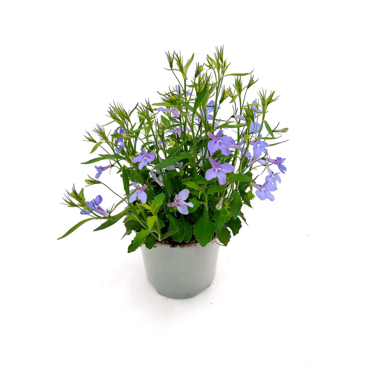 Plantiflor  Lobelie Richardii T11