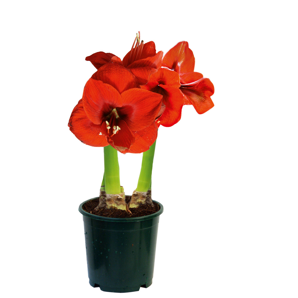 Plantiflor  Amaryllis Topf Durchmesser 12 cm