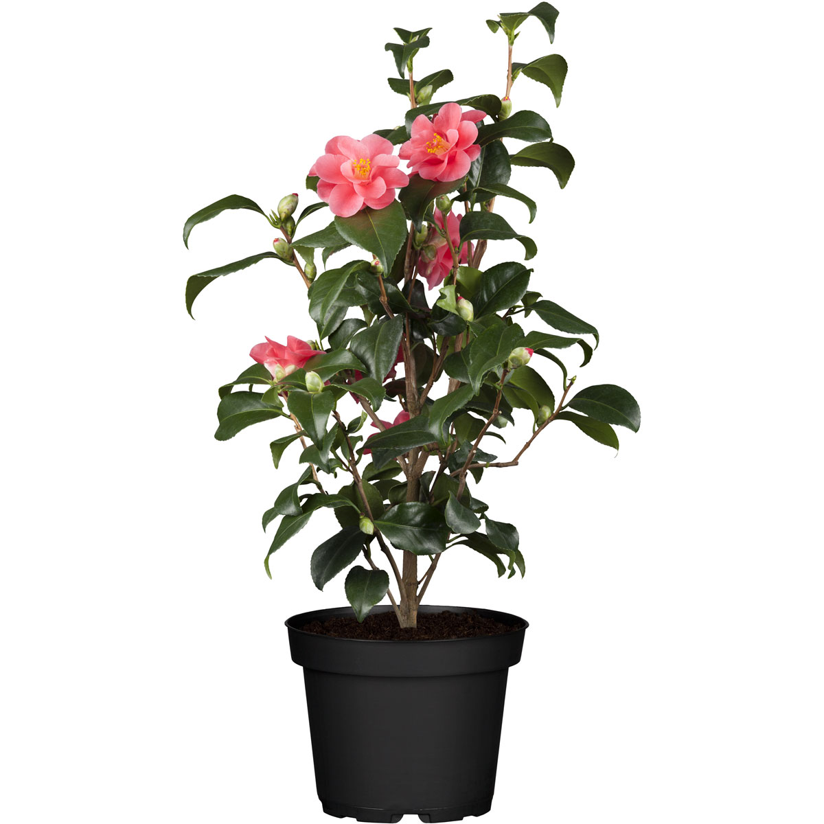 Plantiflor  IMPO Camellia japonica T12