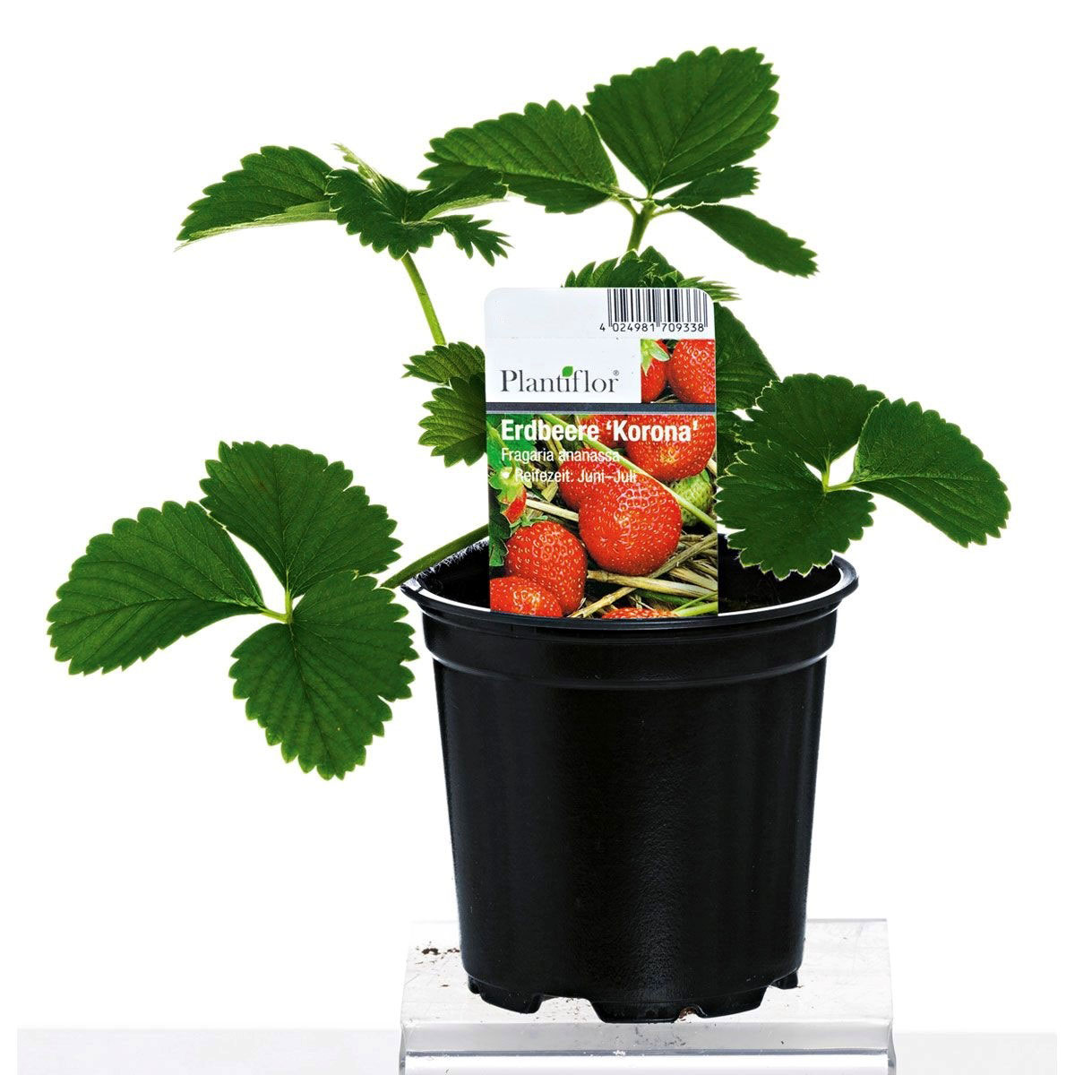 Plantiflor  Erdbeerpflanzen verschiedene Sorten Topf Durchmesser 9,5 cm Bild 2