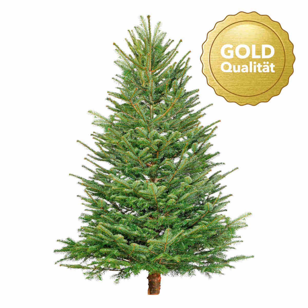 Nordmanntanne geschlagen Gold 250-290 cm