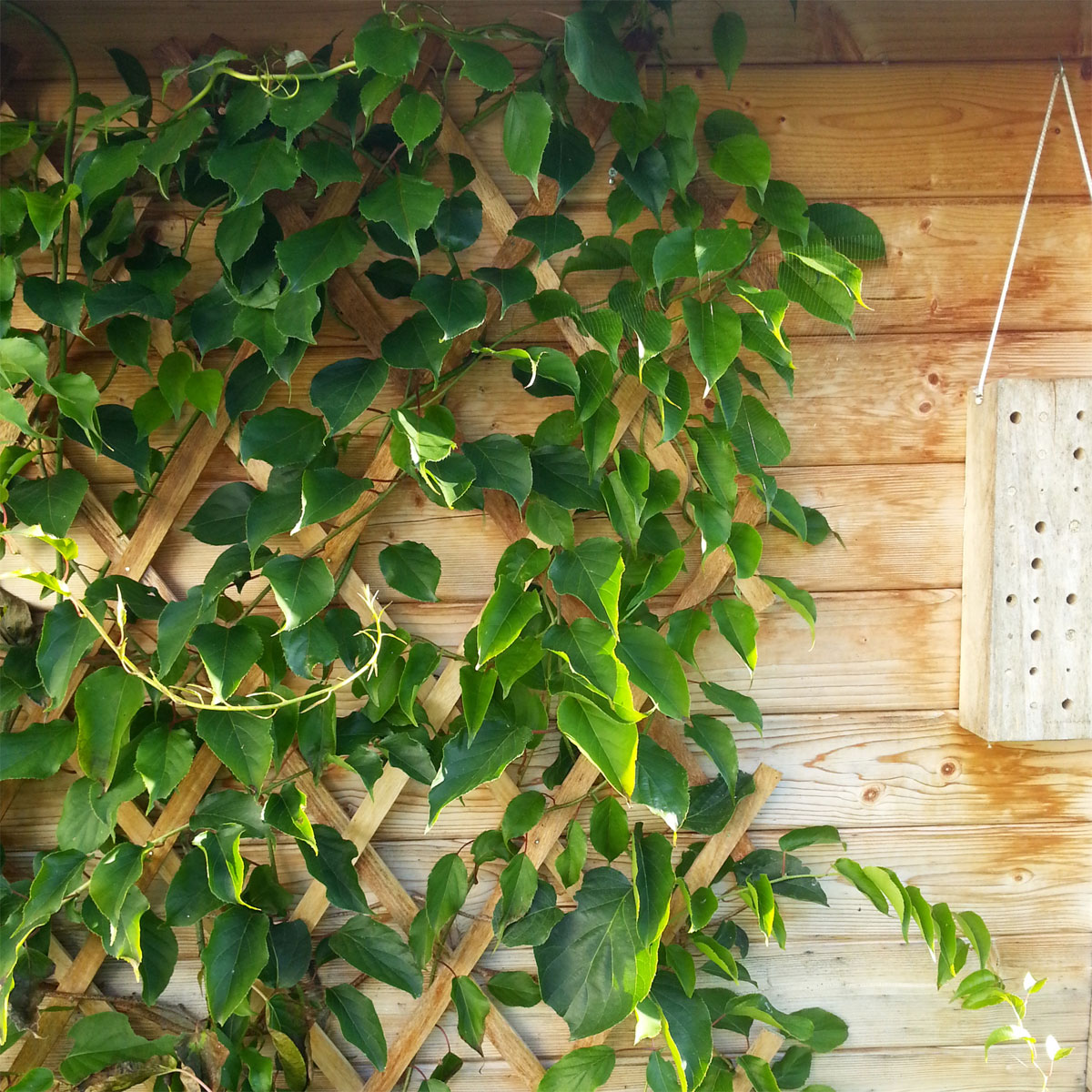 Windhager  Holz-Spalier 120x180 cm Bild 2