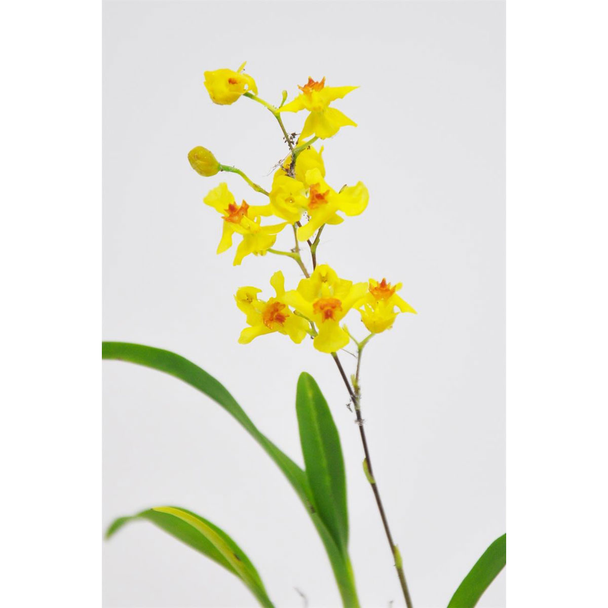 Moosball gelb/weiße MiniOrchidee K000055503