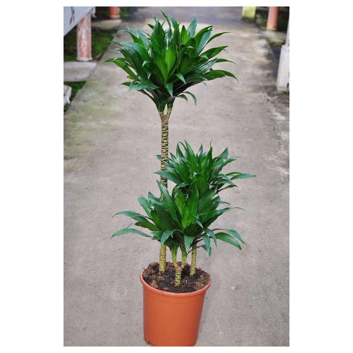 Drachenbaum „Compacta“ 90-100 cm