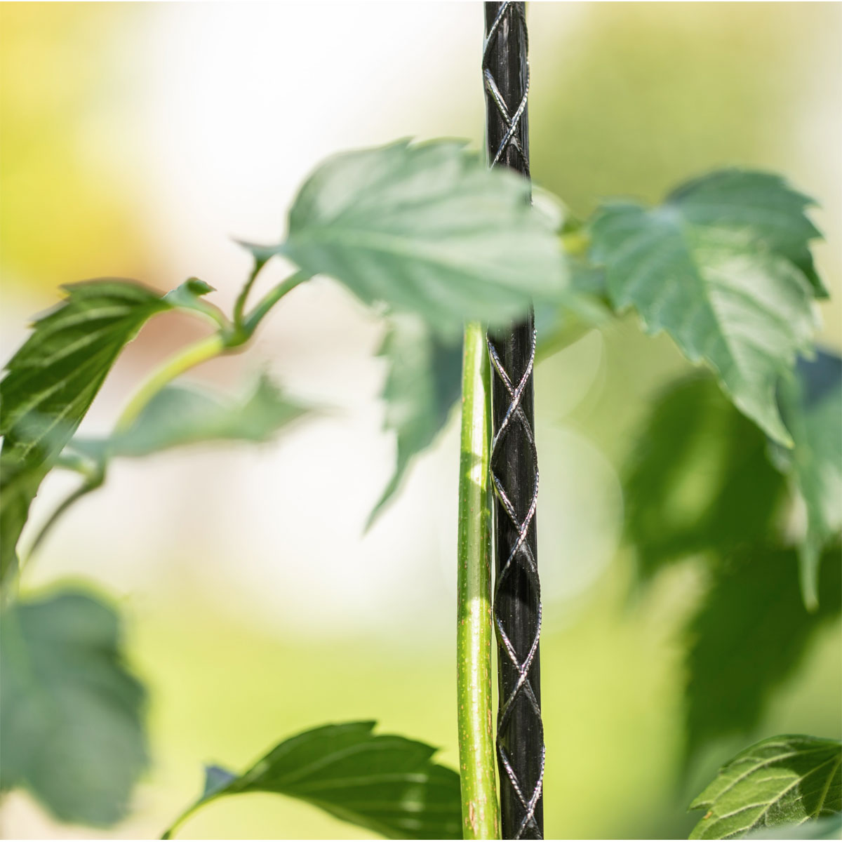 Windhager  Fiberglas Pflanzstab 180 cm Durchmesser 8 mm Bild 2