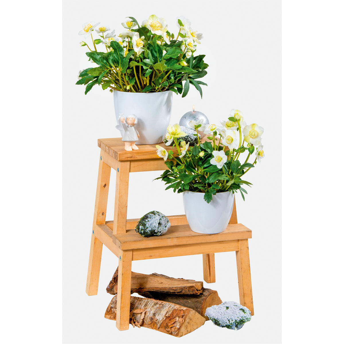 Plantiflor  Christrose Christmas Carol Top Durchmesser 12 cm Bild 5