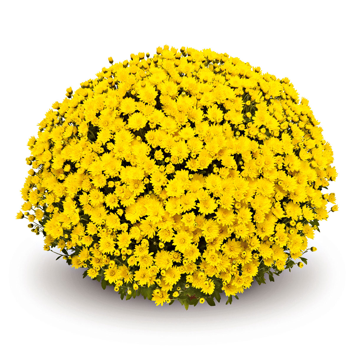 Plantiflor  Chrysanthemen-Busch Topf Durchmesser 19 cm Bild 4