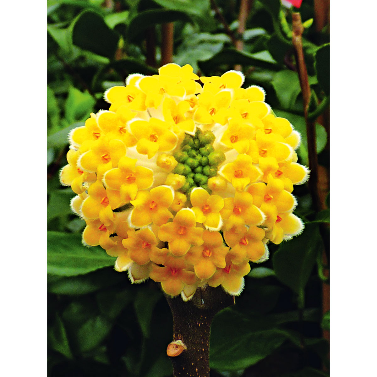 Plantiflor  Japanische Papierbusch Grandiflora Topf Durchmesser 19 cm