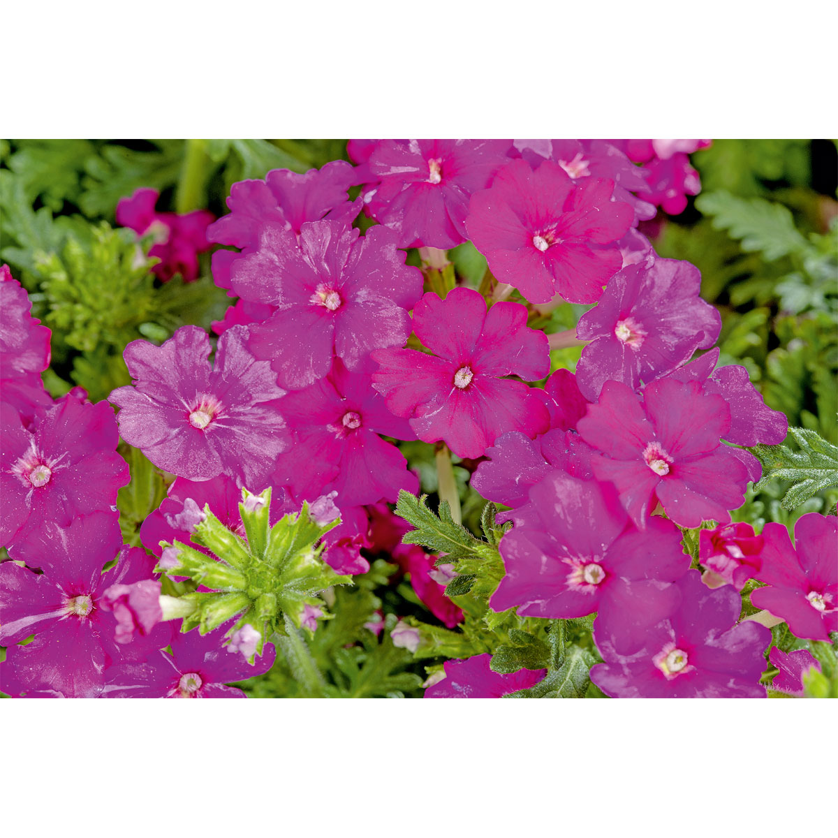 Plantiflor  Verbene verschiedene Farben T13 Bild 8