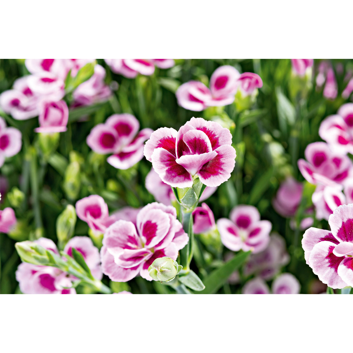 Plantiflor  Prinzess-Nelke Pink Kisses Topf- Durchmesser 12 cm Bild 4
