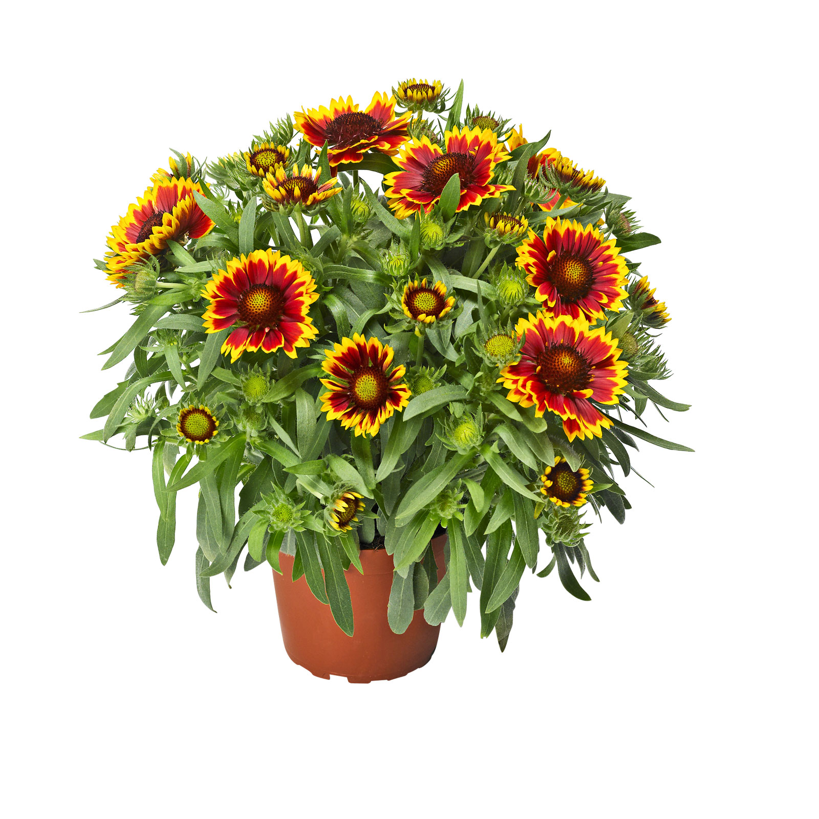 Plantiflor  Prärie-Korkadenblume Topf Durchmesser 19 cm