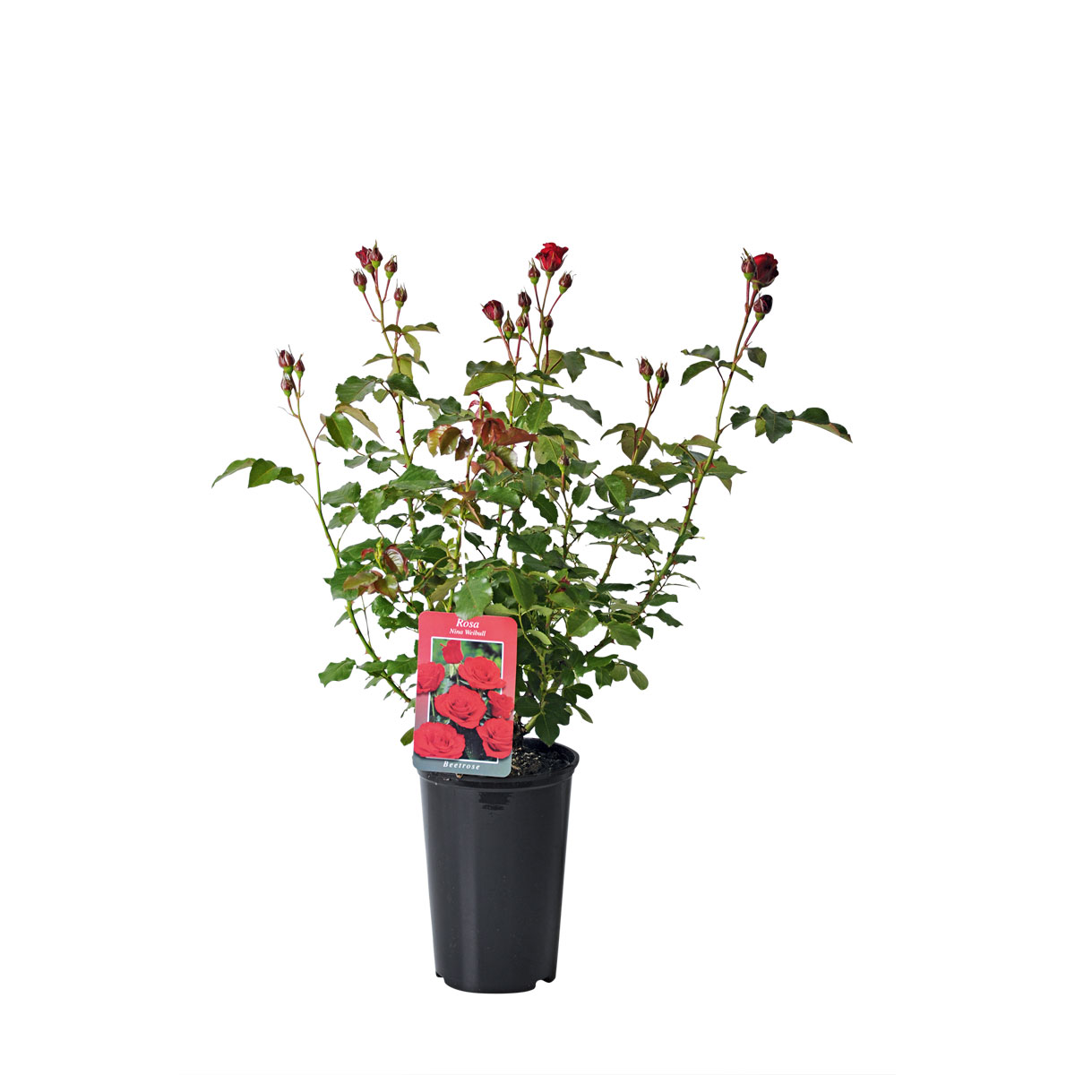Plantiflor  Edelrose rot Topf- Durchmesser 19 cm Bild 2