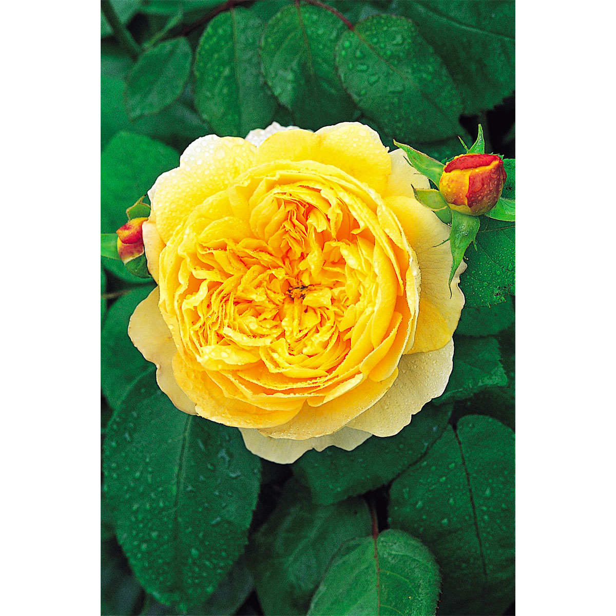 Plantiflor  Rose Charles Darwin Topf- Durchmesser 23 cm