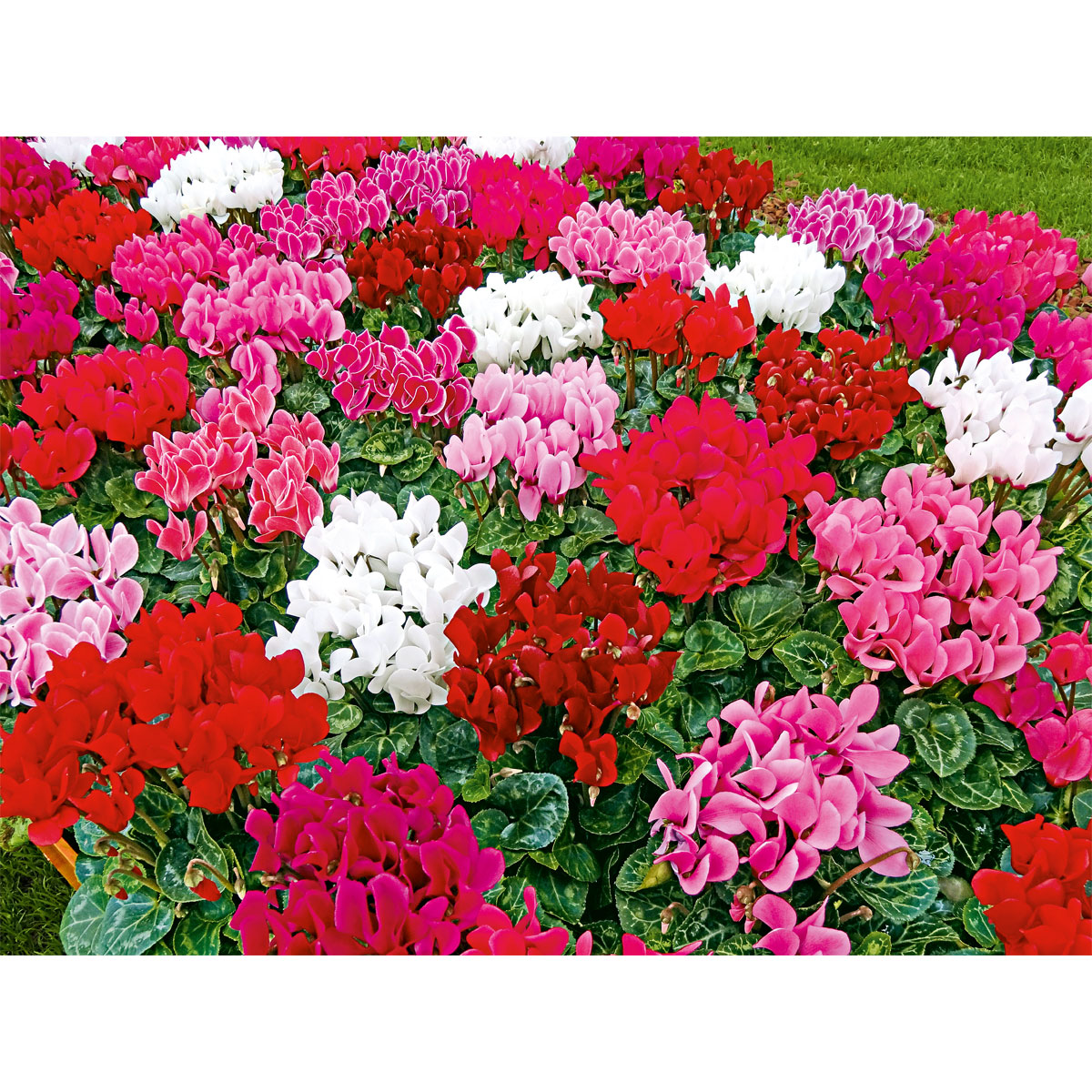 Plantiflor  Alpenveilchen Topf Durchmesser 10,5 cm Bild 7