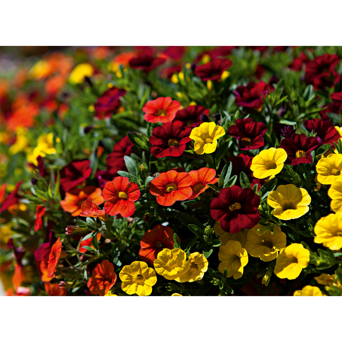 Plantiflor  Zauberglöckchen, Topf Ø 13 cm Bild 4