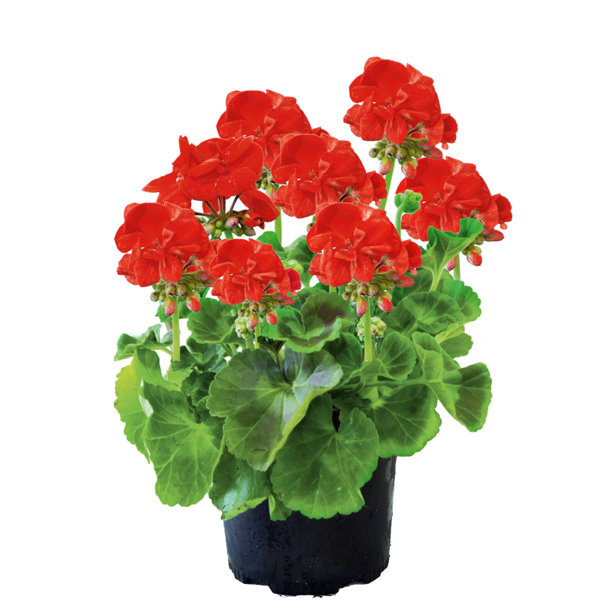 Plantiflor  Geranie stehend im Topf Durchmesser 10,5 cm