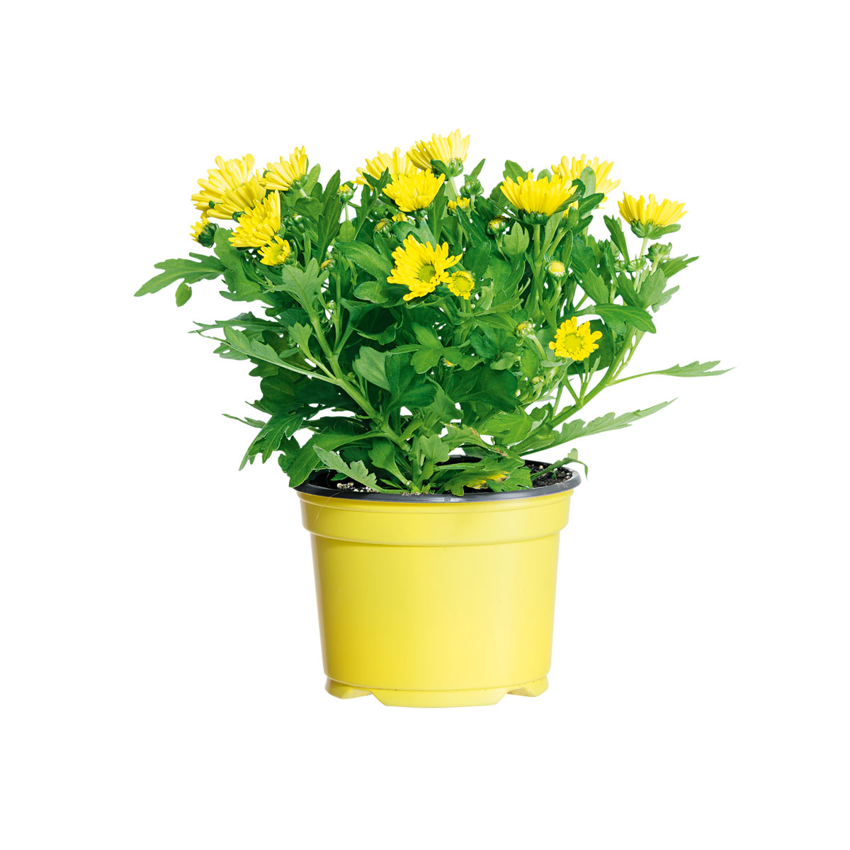 Plantiflor  Chrysantheme Swifty Topf- Durchmesser 10,5 cm Bild 4