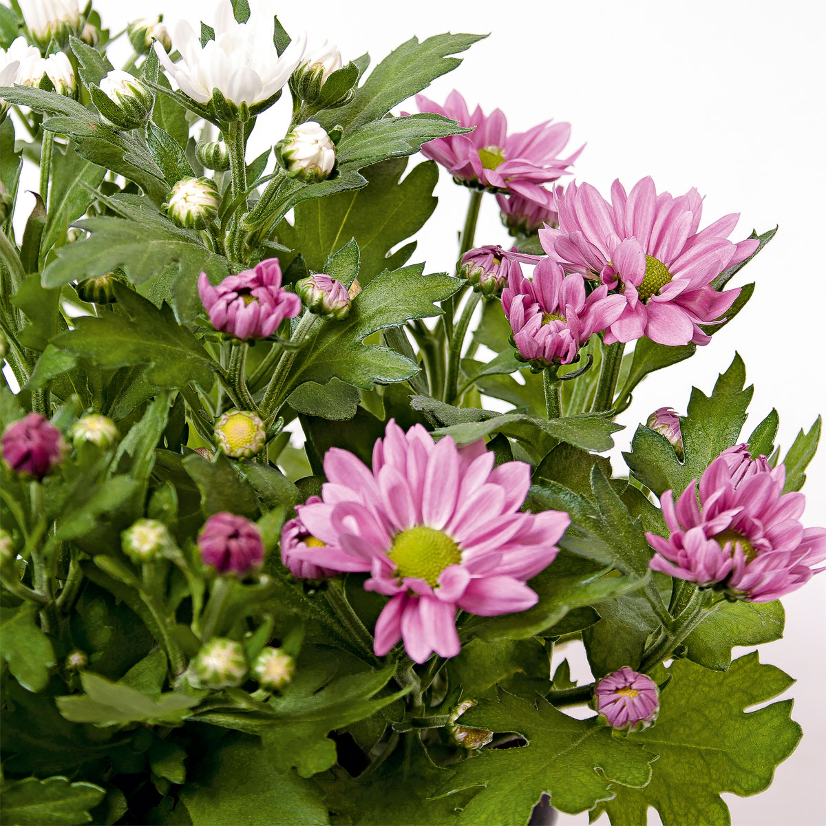 Plantiflor  Chrysantheme Swifty Topf- Durchmesser 10,5 cm Bild 7