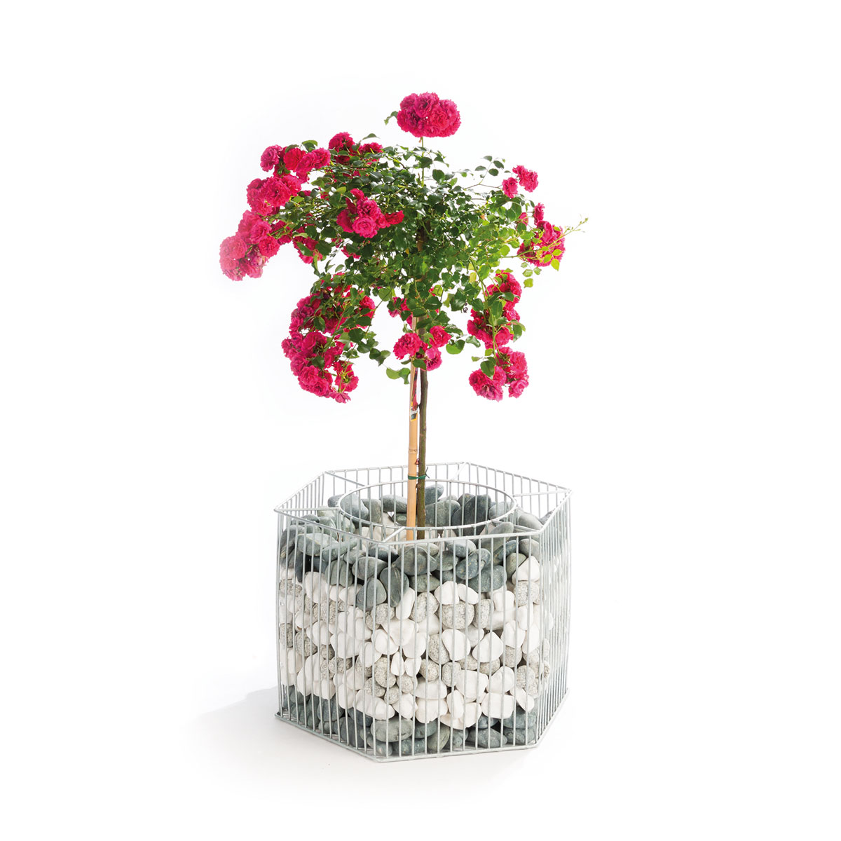 Wilk Gabionen-Pflanzgefäß Montana M Bild 3