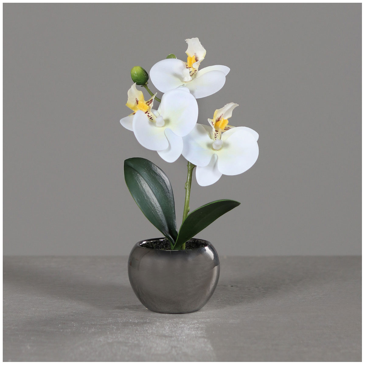 Orchidee Phalänopsis, in silberner Keramikschale, 17 cm, cream