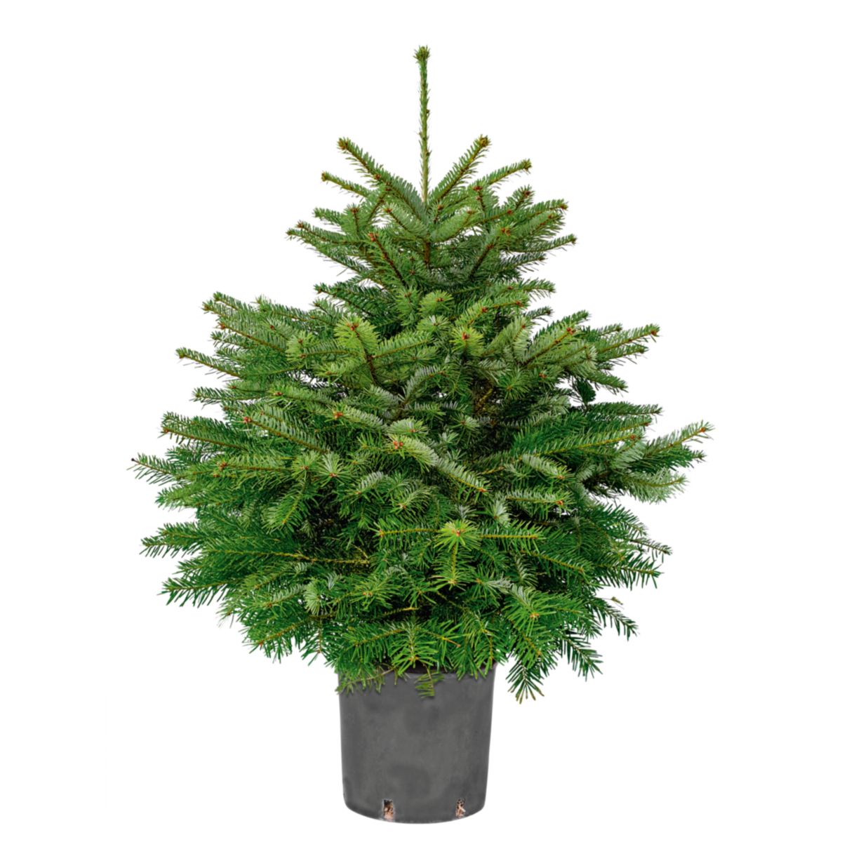 Plantiflor Nordmanntanne im Topf 150-175 cm