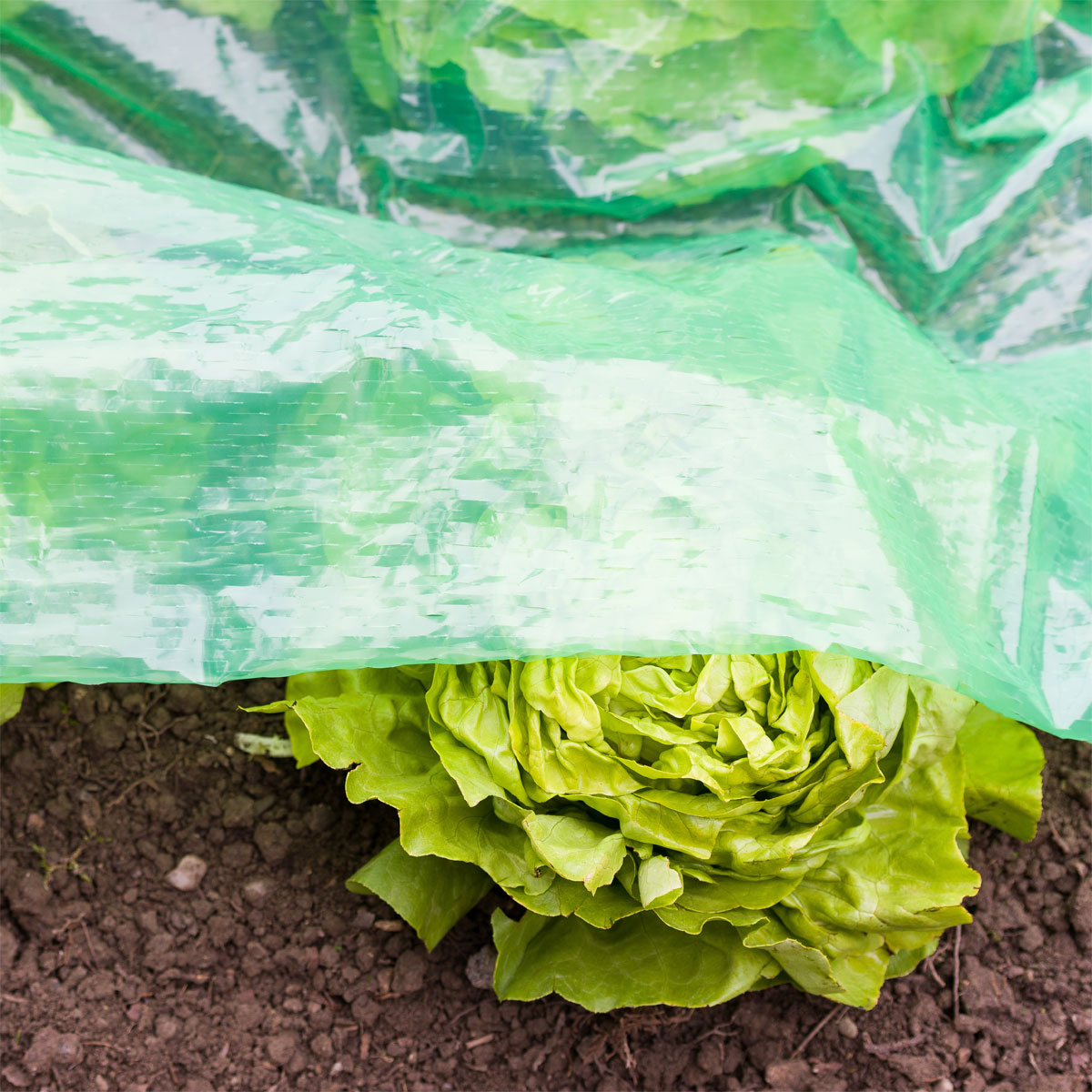 Windhager Frühbeet-Schlitzfolie mitwachsend 1,4 x 7,2m Bild 3