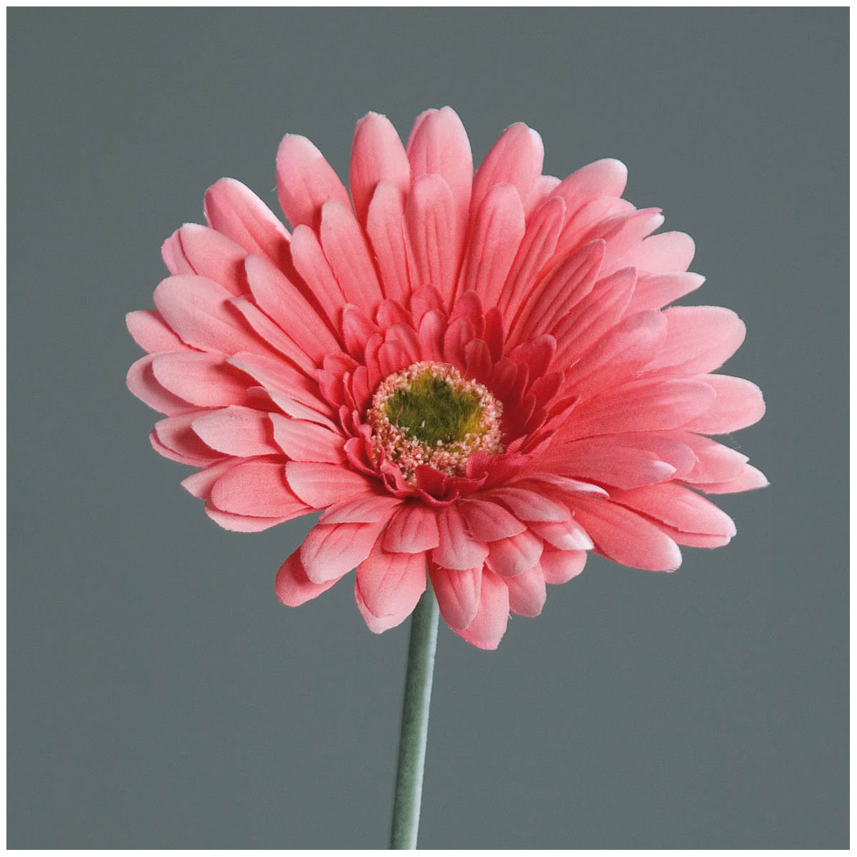 Gerbera, 56 cm, pink