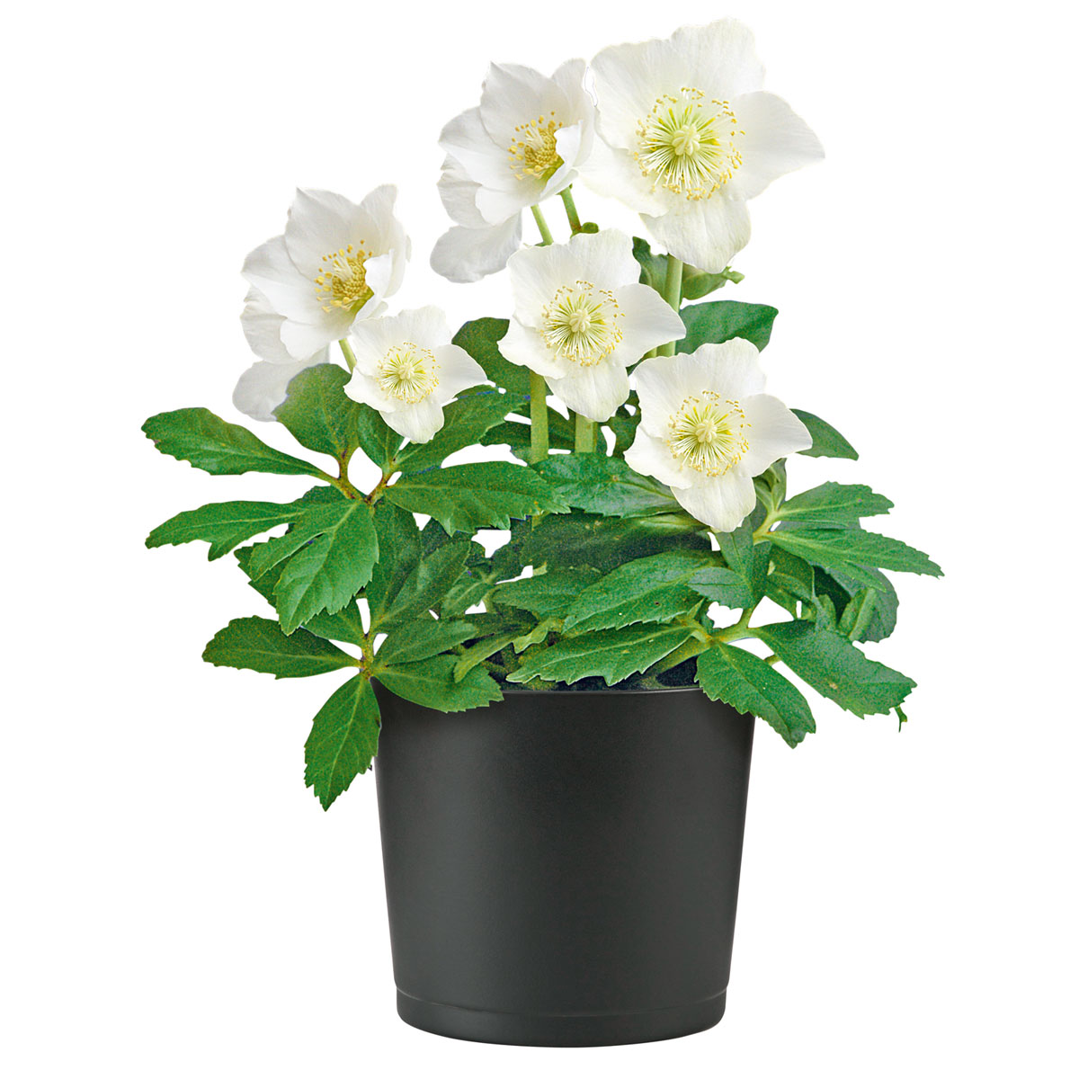 Plantiflor  Christrose Christmas Carol Top Durchmesser 12 cm