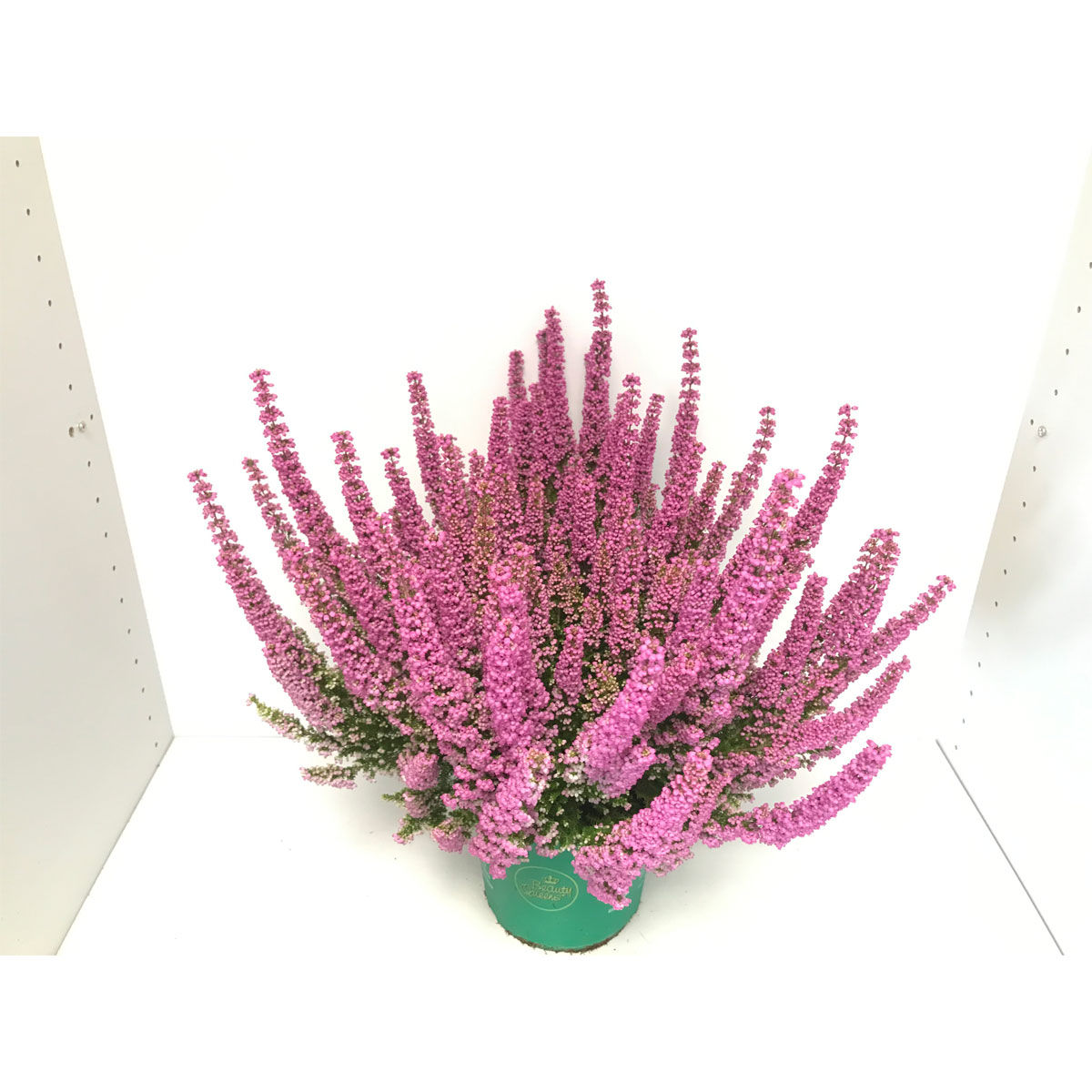 Plantiflor  Glockenheide Beauty Queen T17