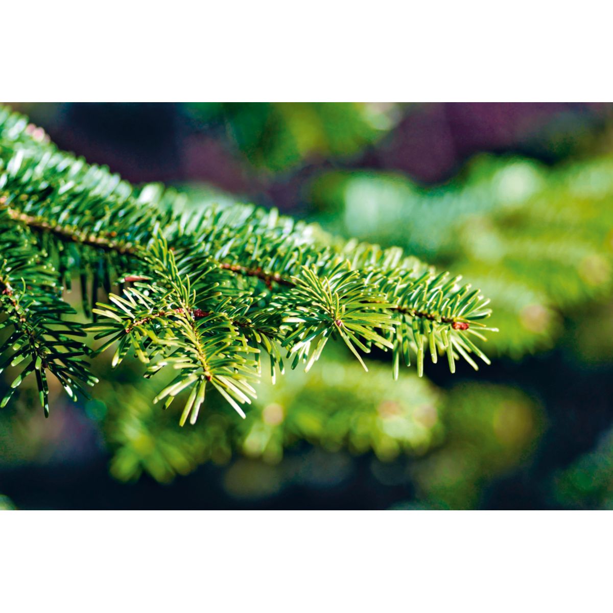 Nordmanntanne geschlagen Gold 250-290 cm Bild 3