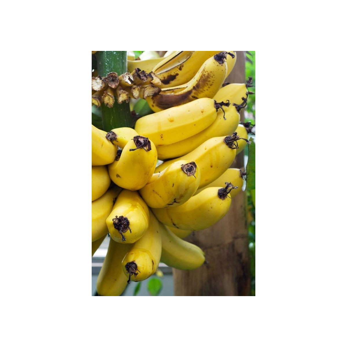 Bananenstaude „Dessertbanane“ ( Zuchtbanane)