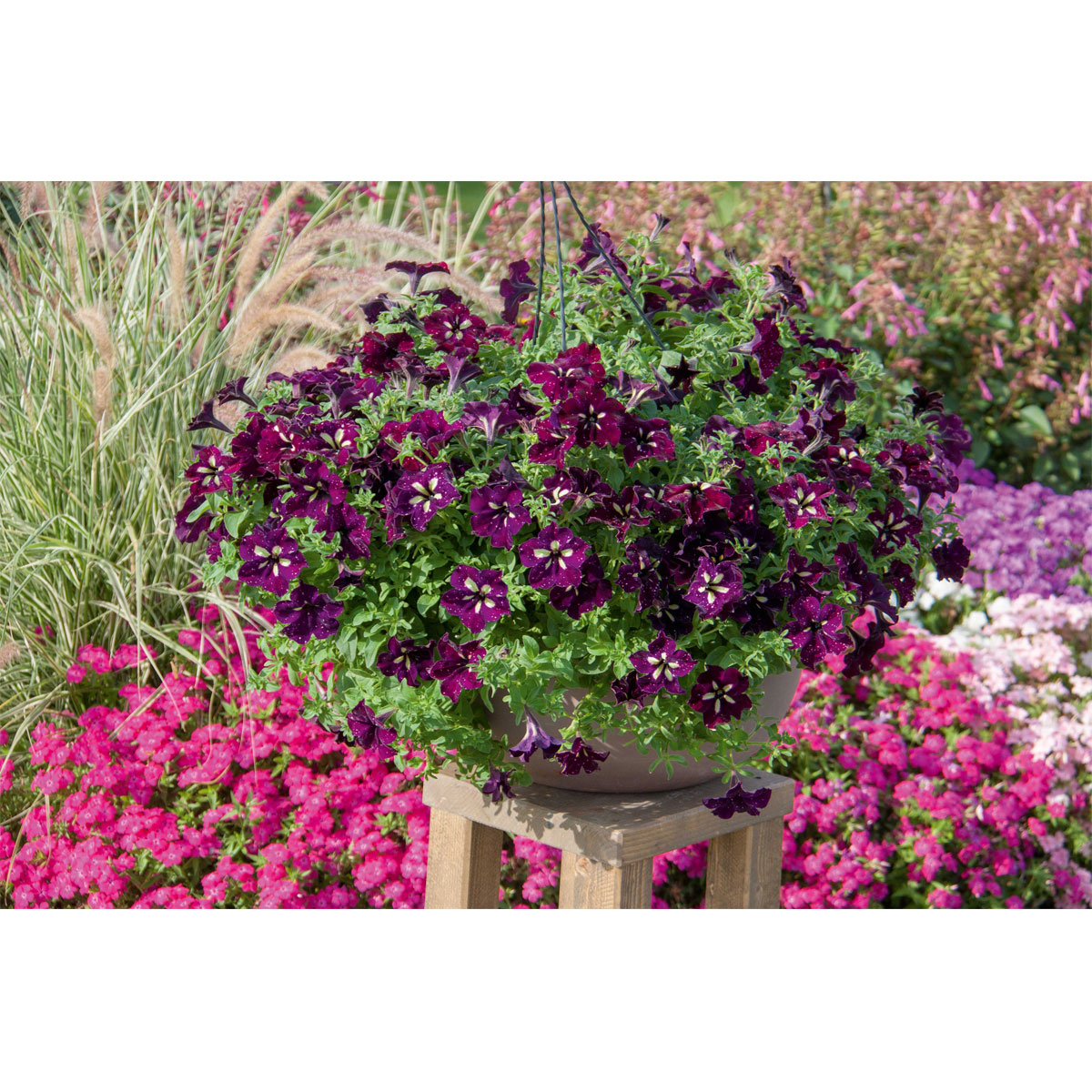 Plantiflor Petunie Sky Family Topf Durchmesser 12 cm Bild 5