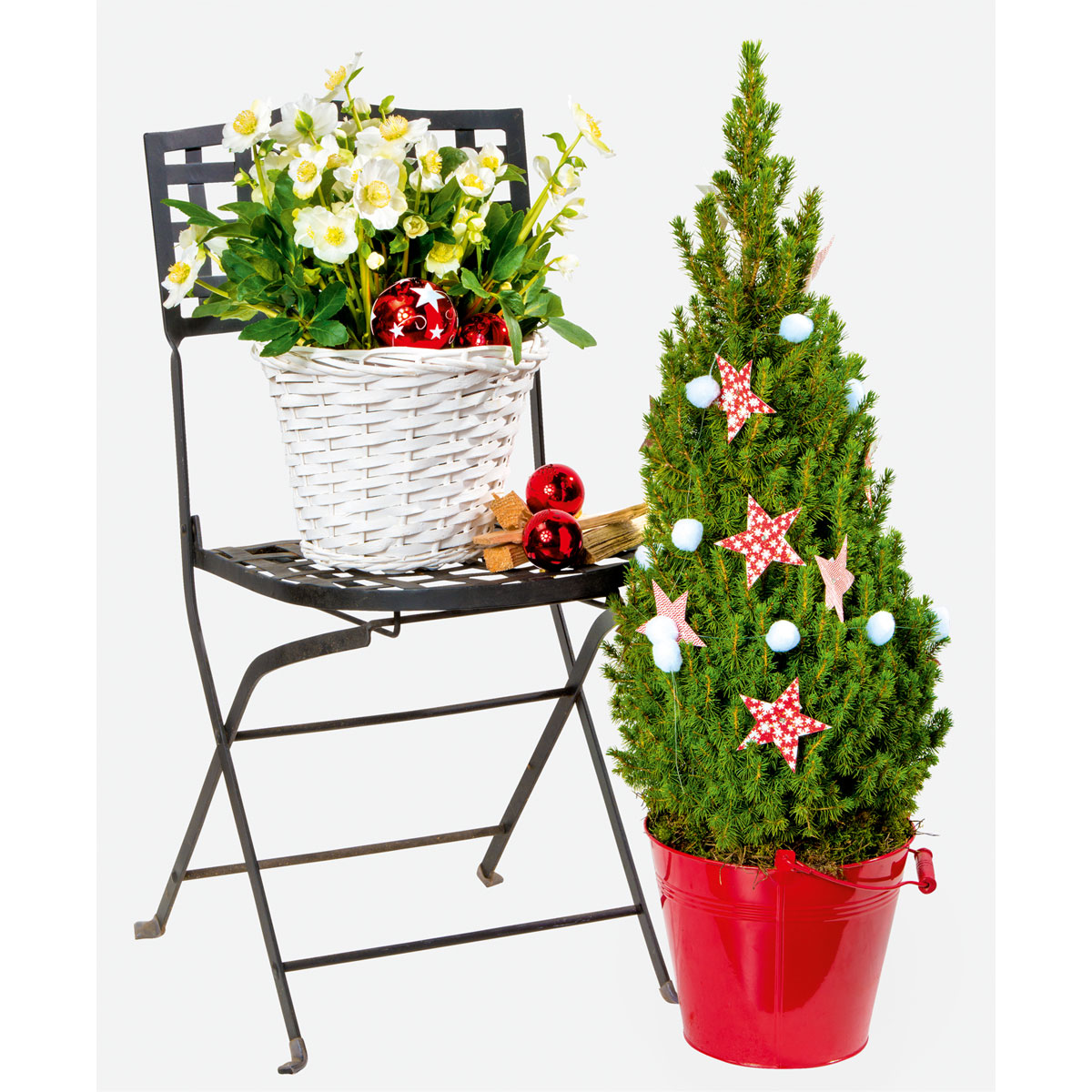 Plantiflor  Christrose Christmas Carol Top Durchmesser 12 cm Bild 4
