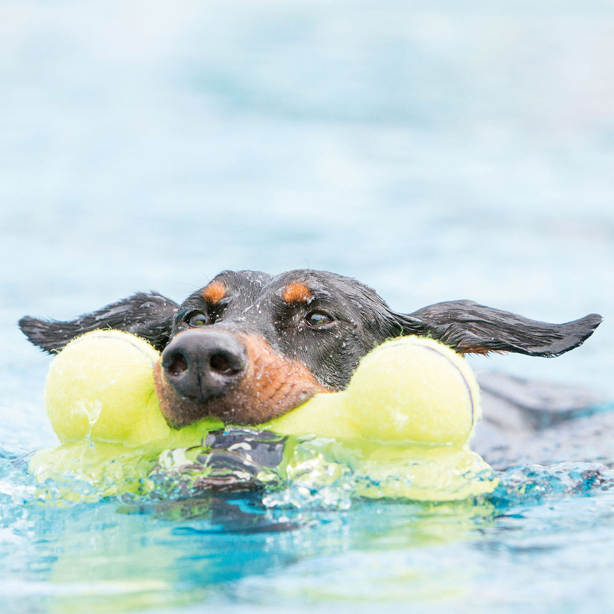 Kong  Air Dog Bone Small Bild 3