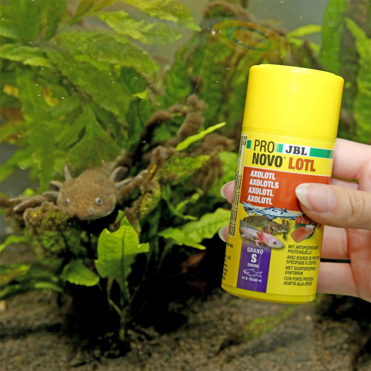 JBL  PRONOVO LOTL GRANO S 100ml CLICK Bild 4