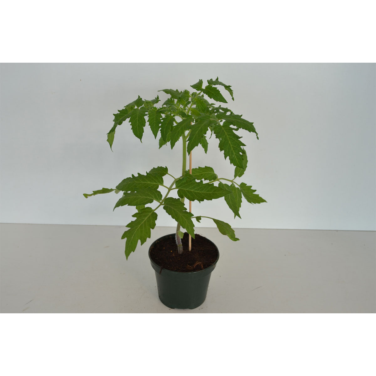 Veredelte Tomate „Ochsenherz“, 12 cm Topf
