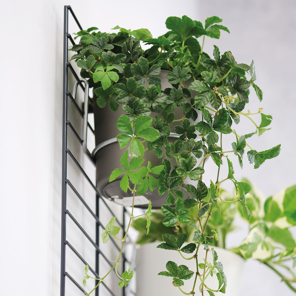 Wandgarten Fermo Gitter Bild 3