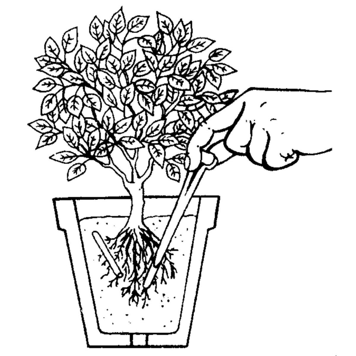 Compo Balkon- und Kübelpflanzen Düngestäbchen mit GUANO 30 Stäbchen Bild 2