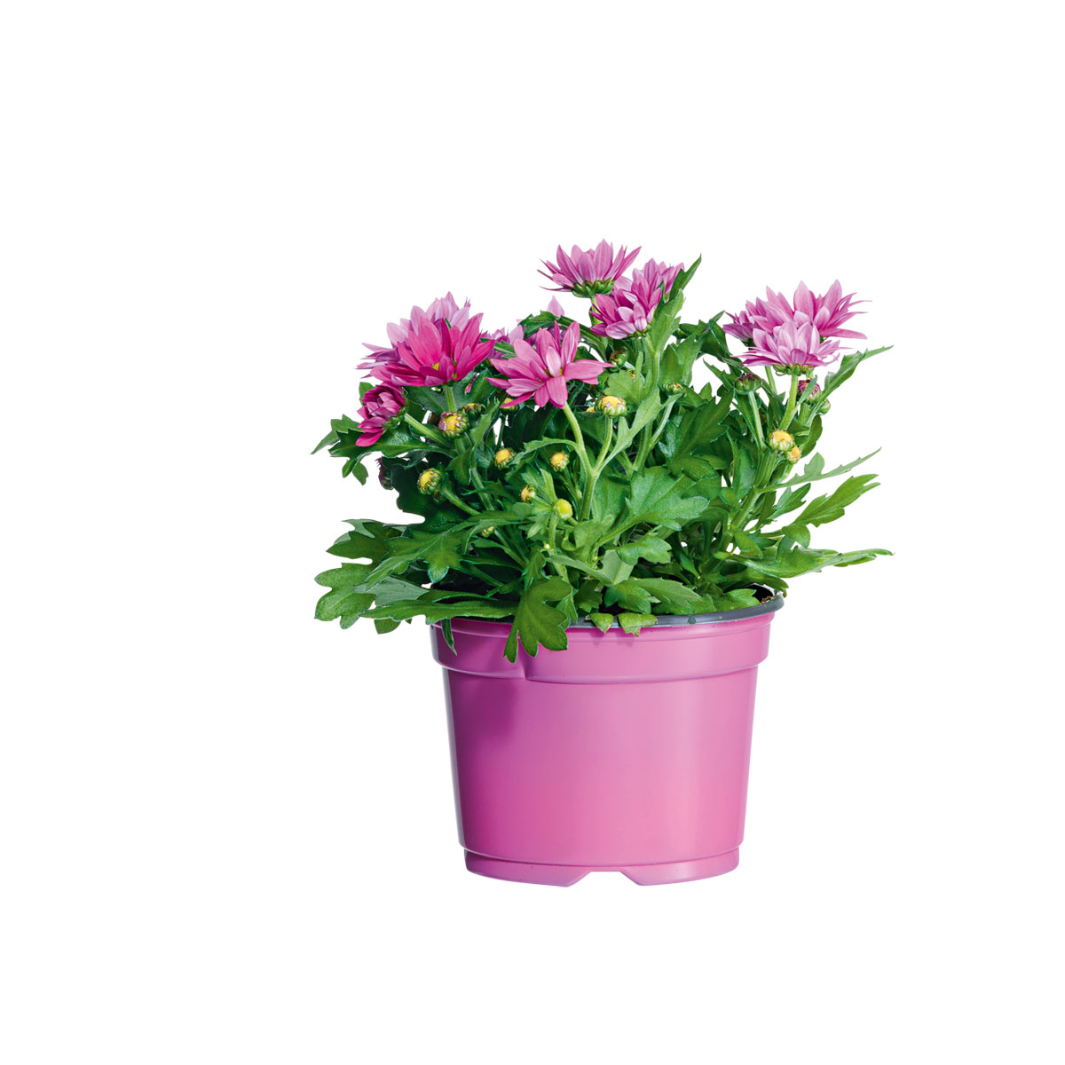 Plantiflor  Chrysantheme Swifty Topf- Durchmesser 10,5 cm Bild 3