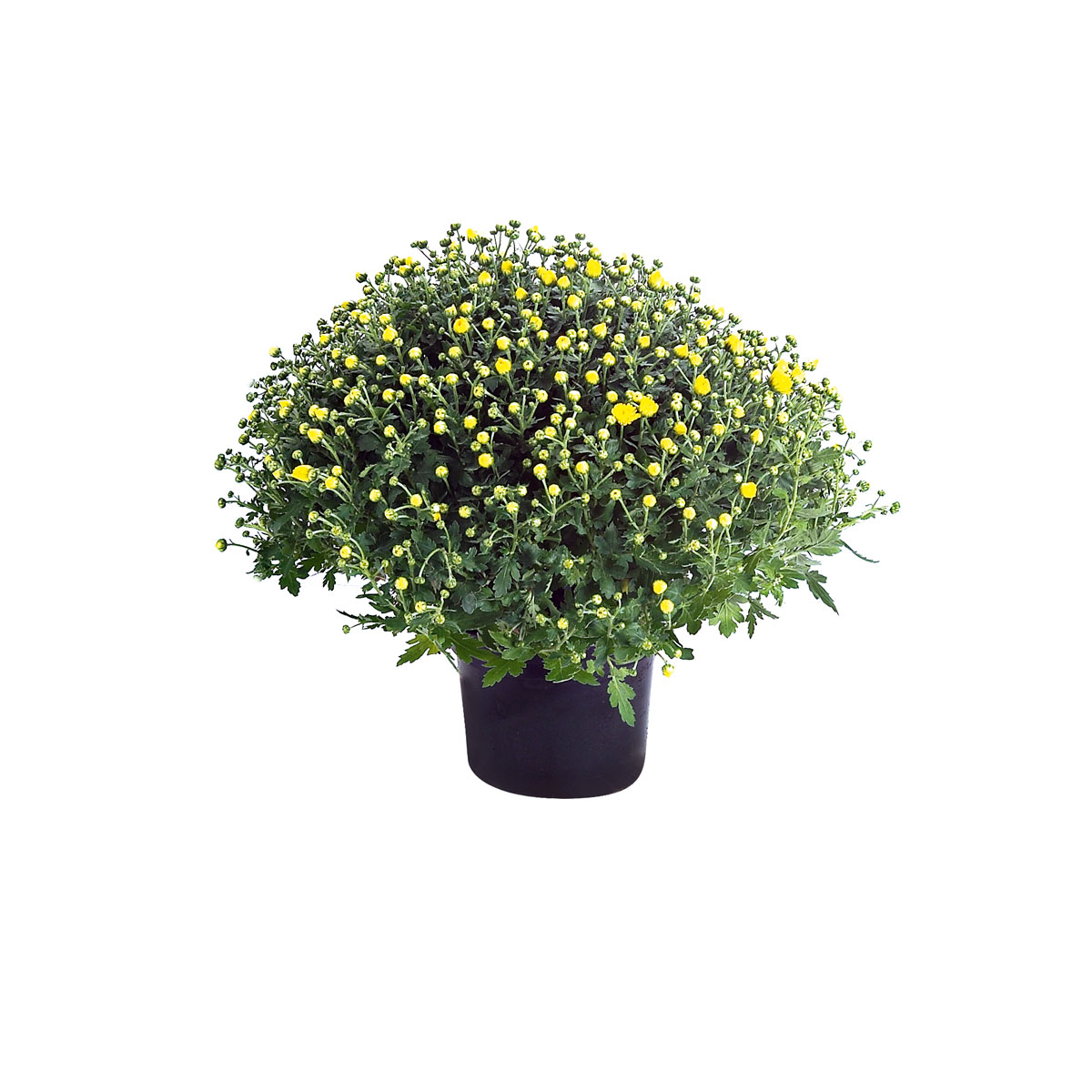Plantiflor  Chrysanthemen-Busch Topf Durchmesser 19 cm Bild 1