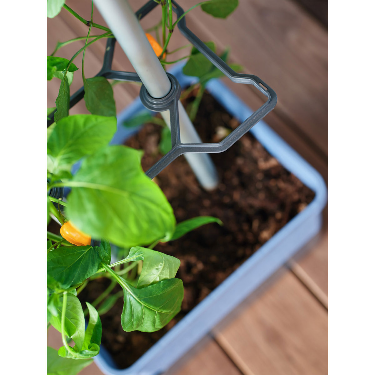 Rankhilfe Charly Chily blau Bild 2