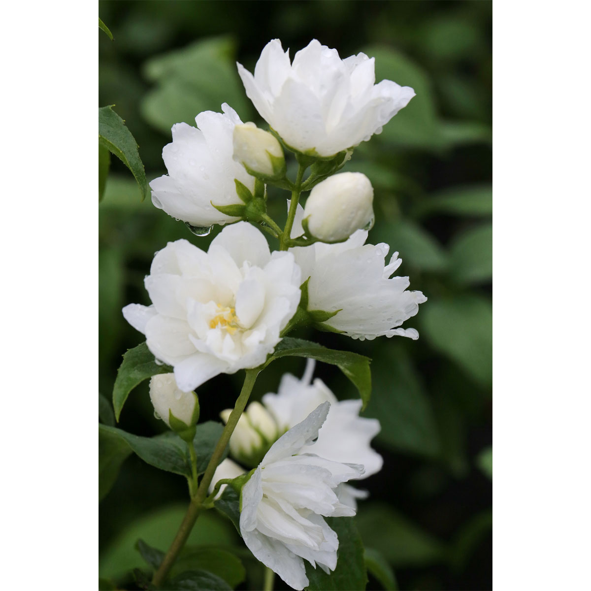 Plantiflor Gefüllter Gartenjasmin Topf Durchmesser 19 cm