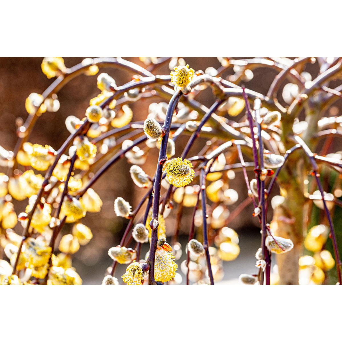 Plantiflor Hängekätzchenweide Topf Durchmesser 17 cm Bild 2