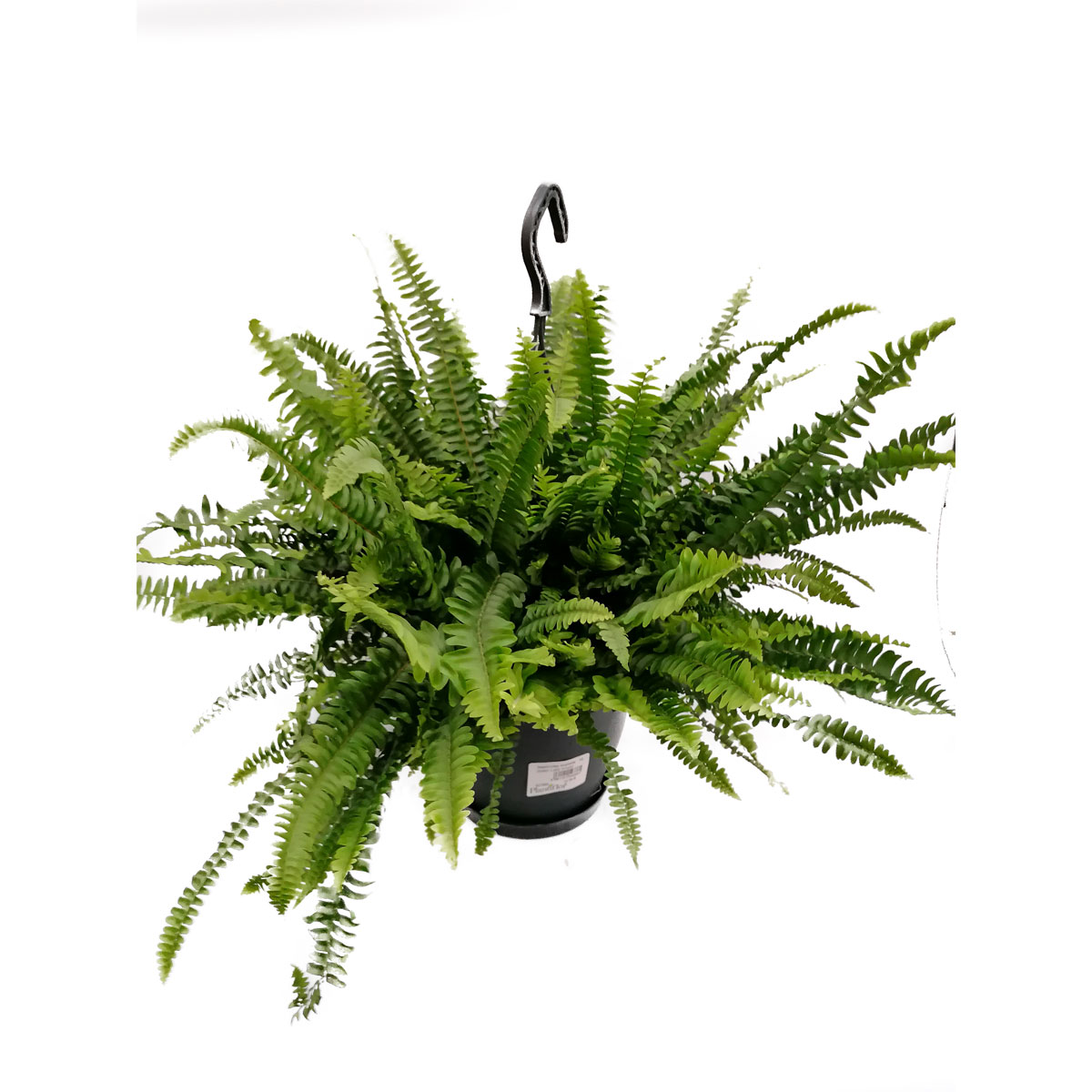 Plantiflor  Schwertfarn Green Lady Ampel T19