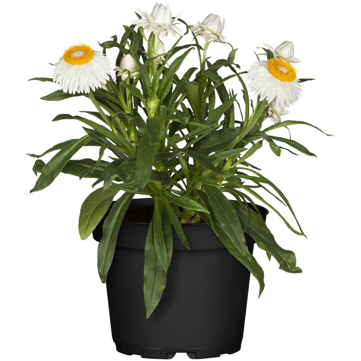 Strohblume „Helichrysum bracteatum“, 13 cm, Weiß