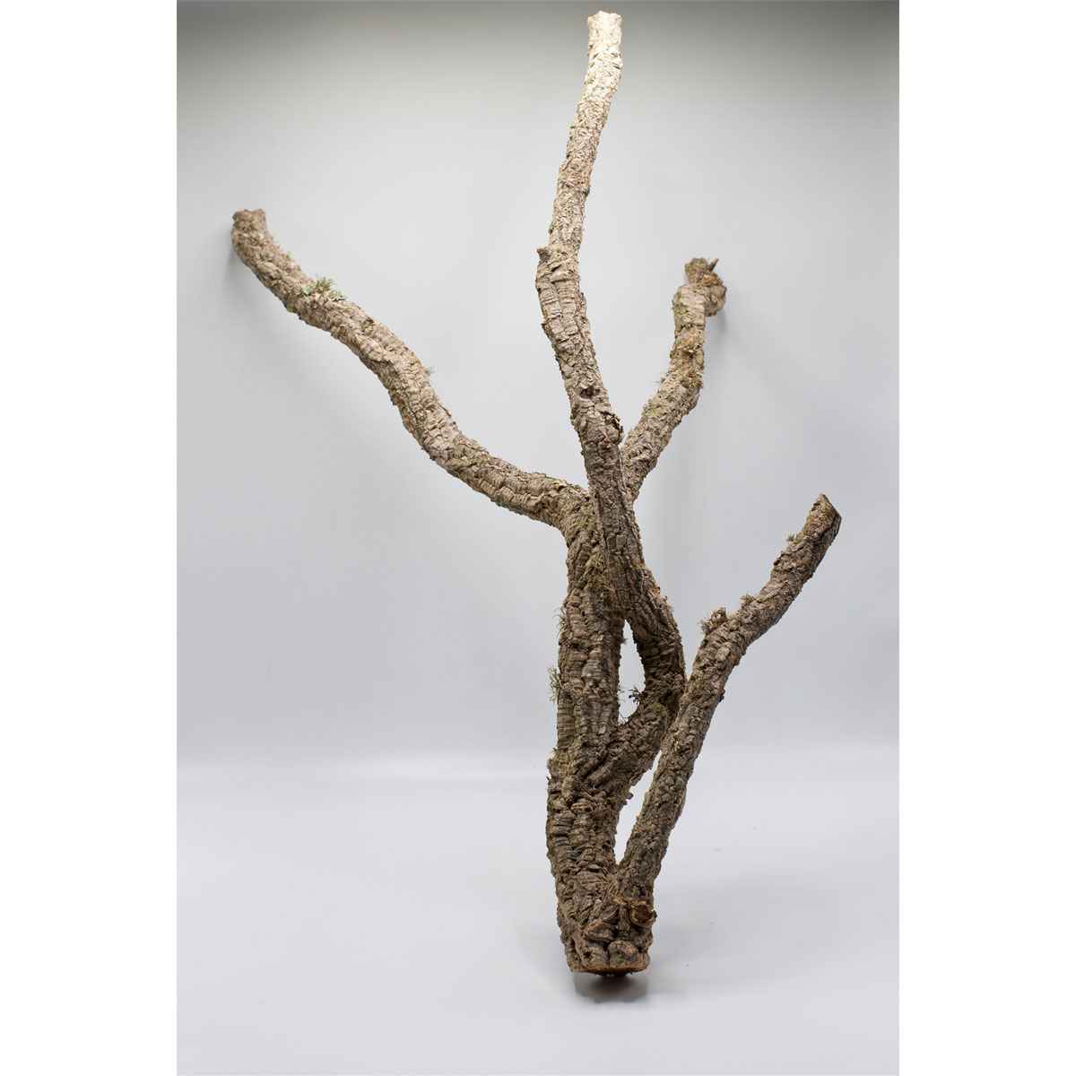 Tronchos/Korkäste 120-150 cm