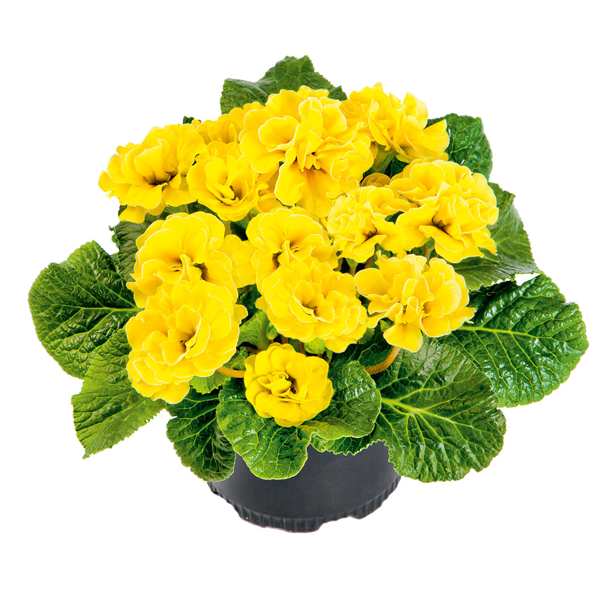 Plantiflor  Primel Topf Durchmesser 10,5 cm Bild 1