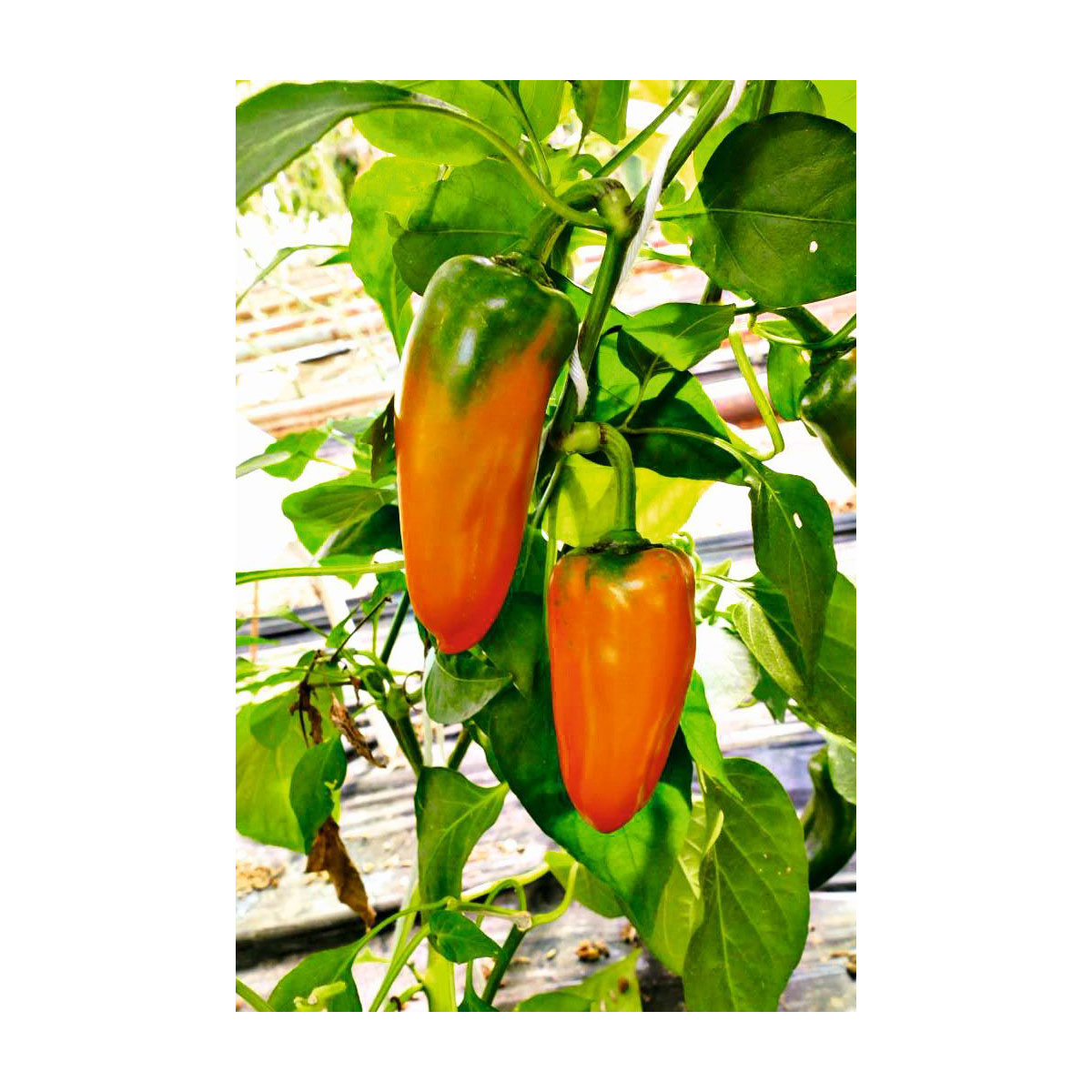 Plantiflor  Snackpaprika plastikfrei Topf 12 cm